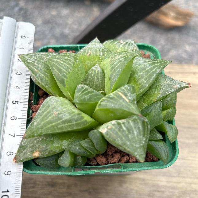 Haworthia retusa var. fouchei
