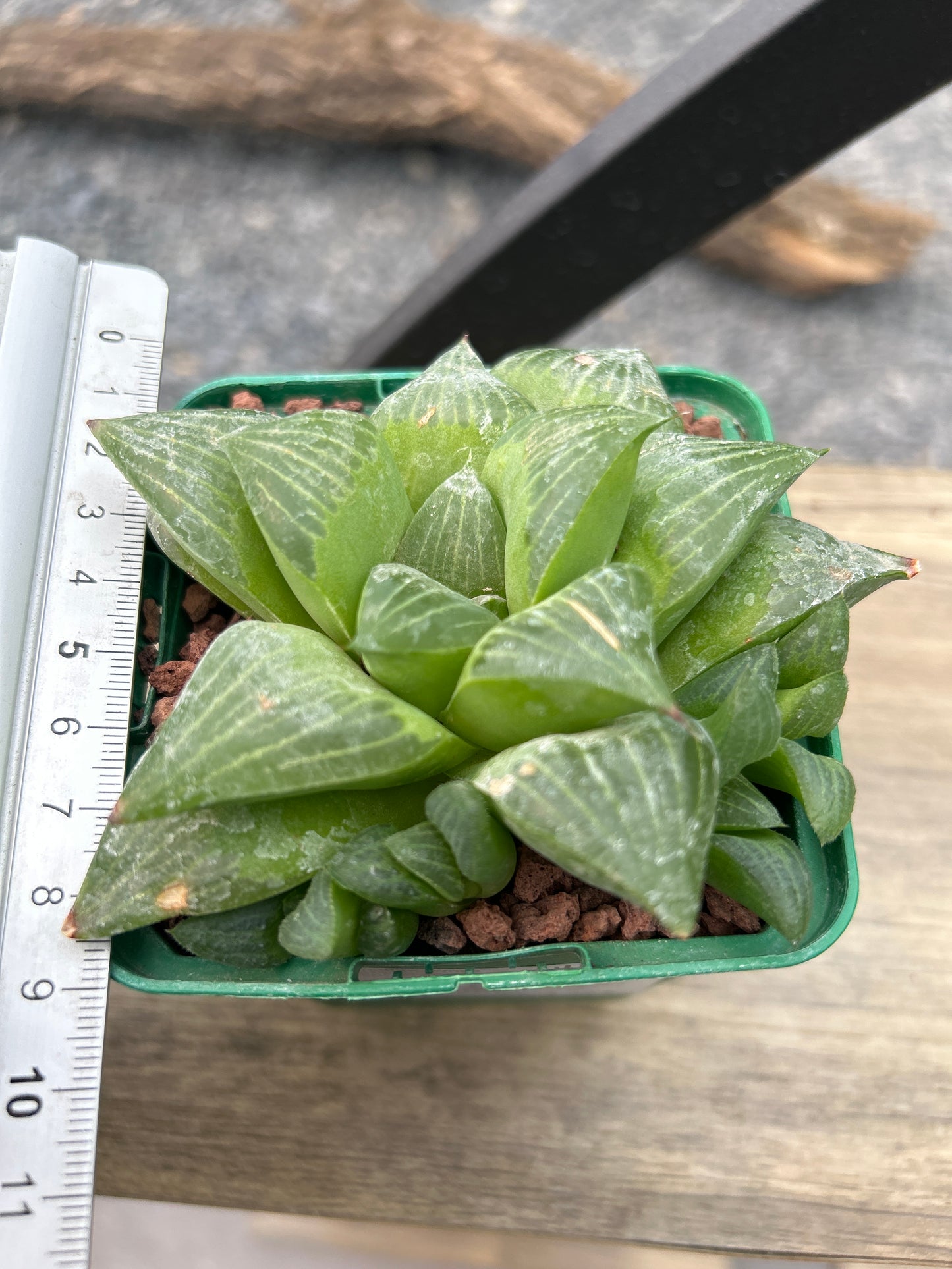 Haworthia retusa var. fouchei