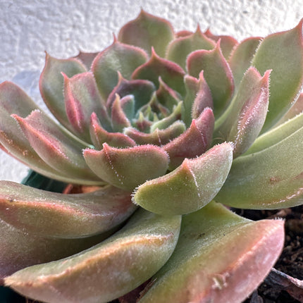 Echeveria 'Pink Champagne' | El Champán rosado