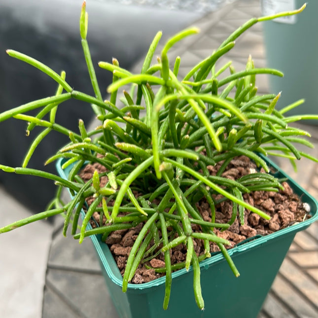 Rhipsalis baccifera