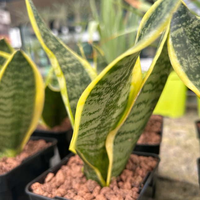 Dracaena trifasciata “Lengua de Suegra”