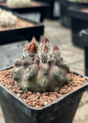 Neoporteria occulta