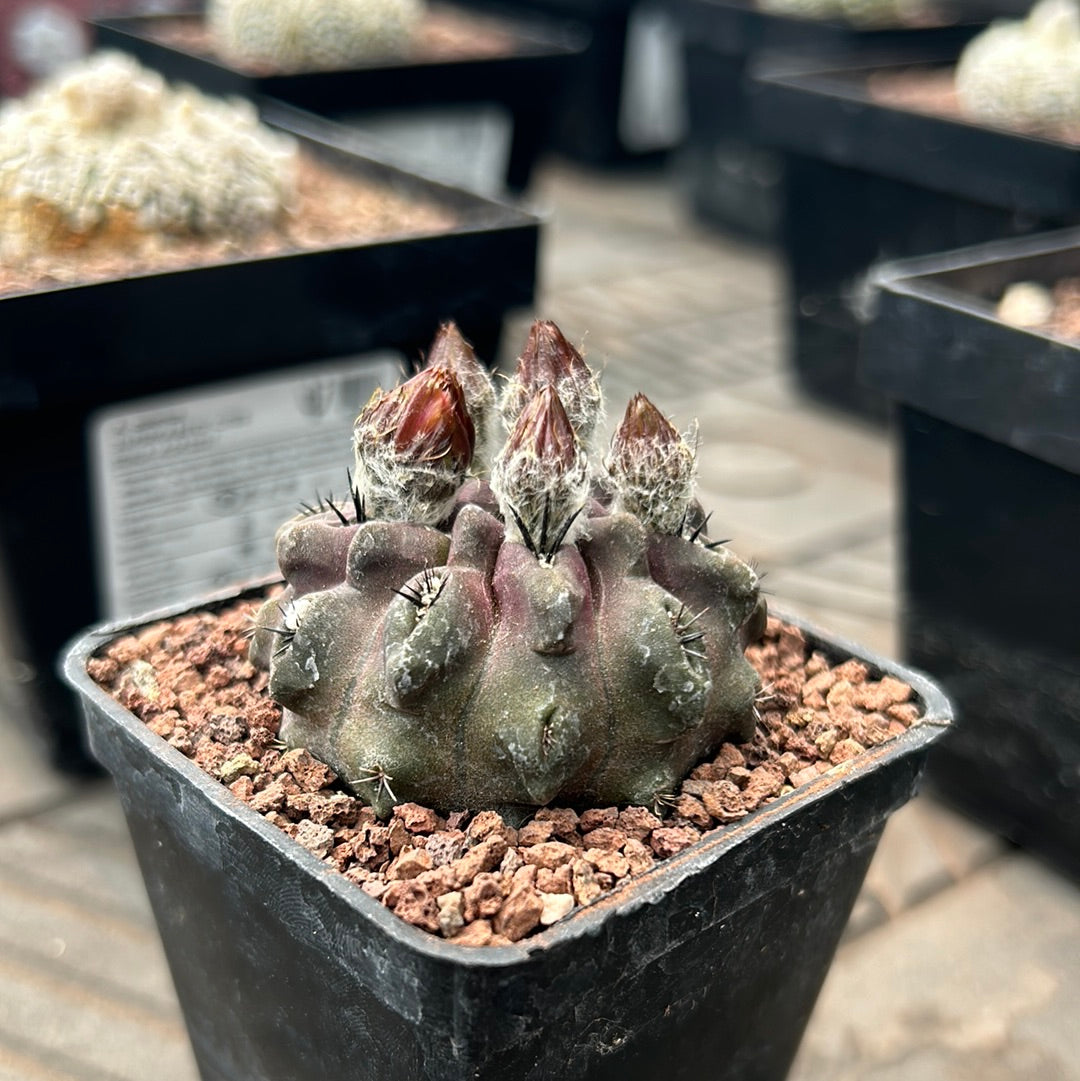 Neoporteria occulta