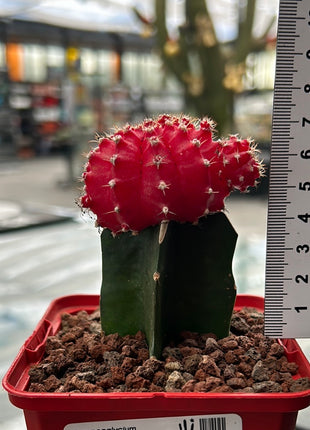 Grafted Gymnocalycium mihanovichii