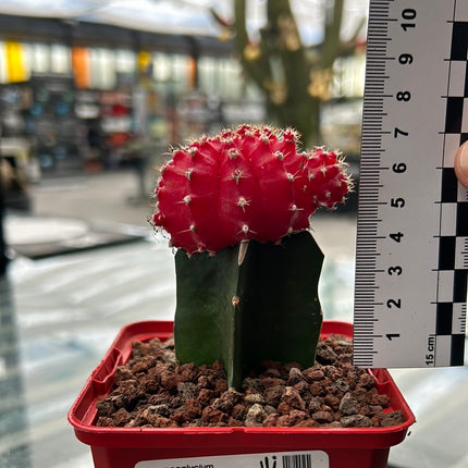 Grafted Gymnocalycium mihanovichii