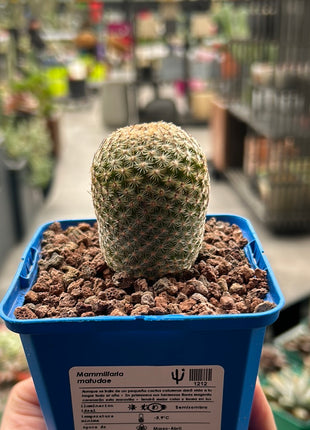Mammillaria matudae