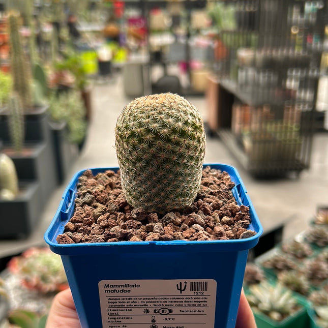 Mammillaria matudae