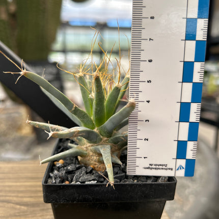 Leuchtenbergia principis