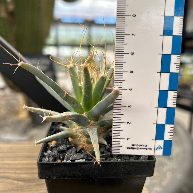 Leuchtenbergia principis