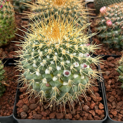 Mammillaria pringlei