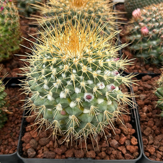 Mammillaria pringlei