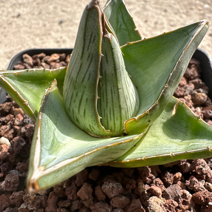 Agave macroacantha f. blue | Maguey à épines noires