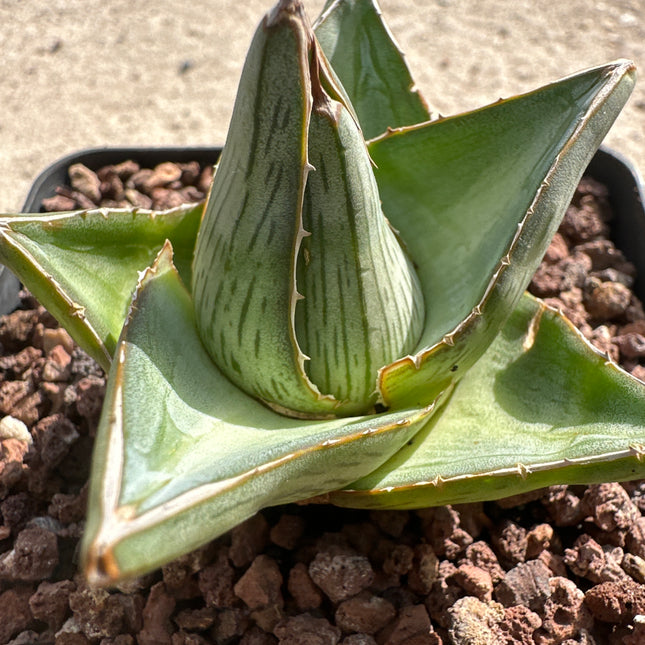 Agave x pumila  | Agave miniatura