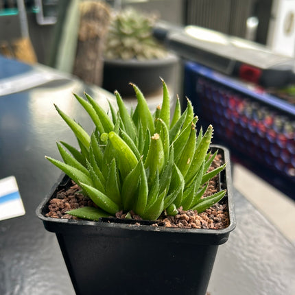 Haworthia chloracantha