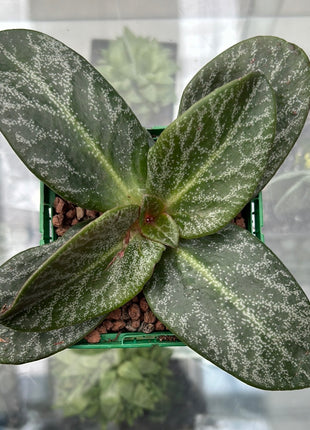 Crassula streyi 'Tölken'