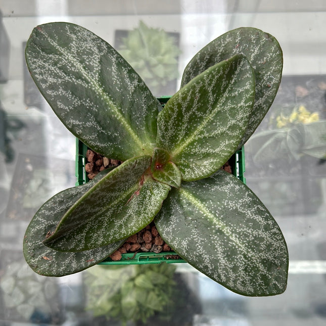 Crassula streyi ‘Tölken’