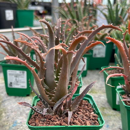 Aloe arborescens