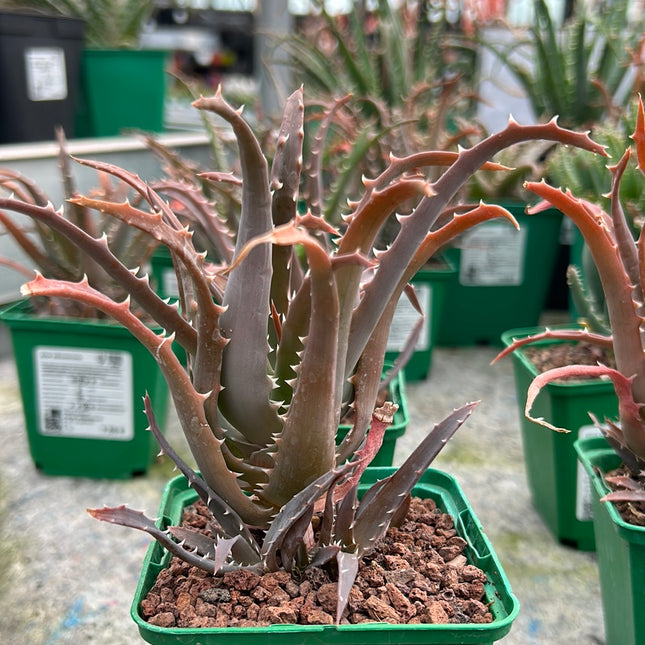 Aloe arborescens
