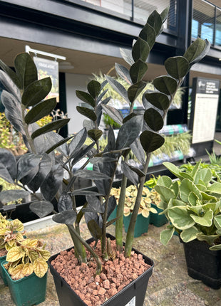 Zamioculca zamiifolia 'Raven'