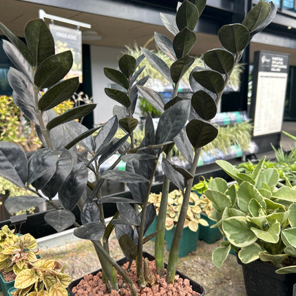 Zamioculca zamiifolia ‘Raven’