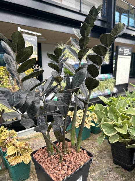 Zamioculca zamiifolia 'Rabe'