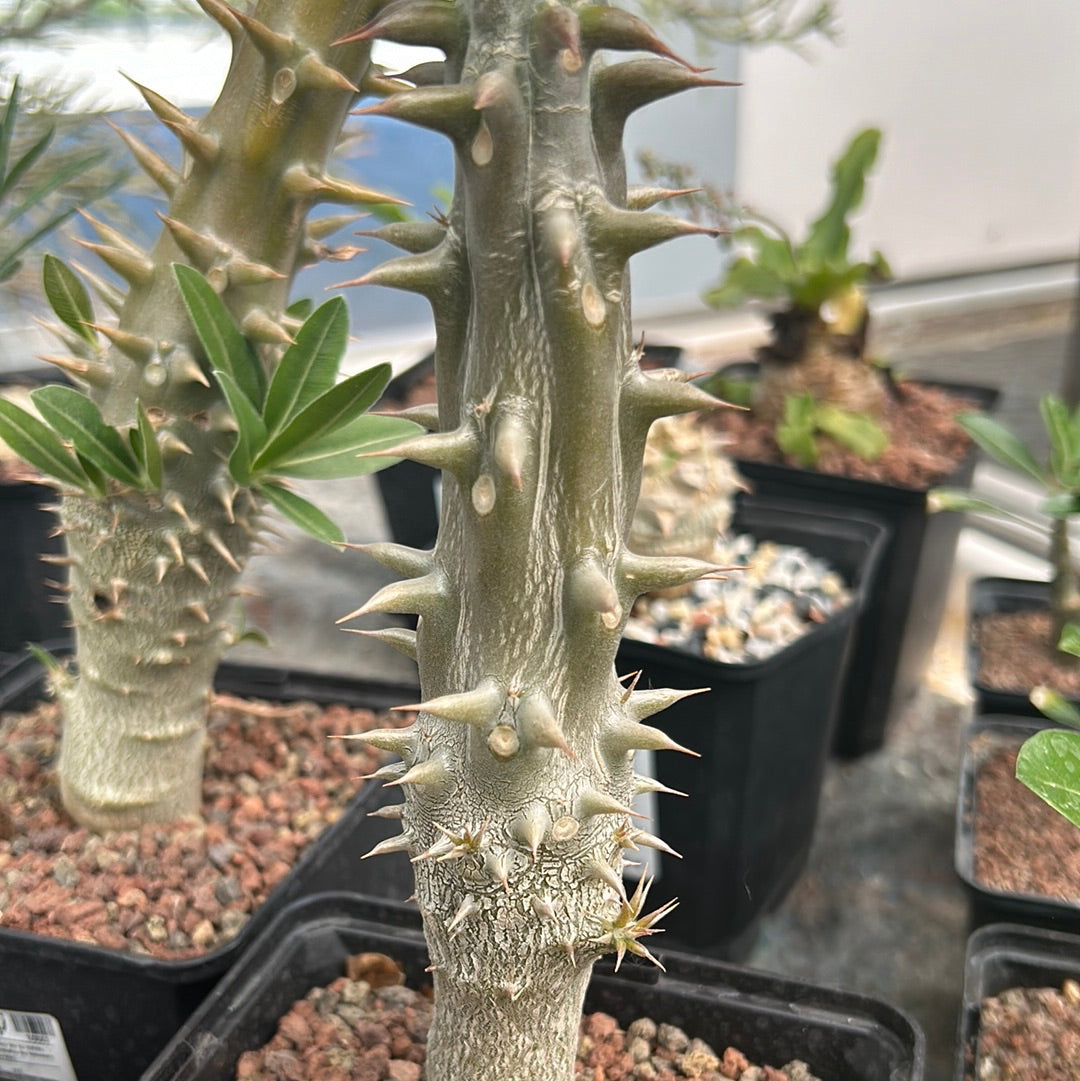 Pachypodium horomboense