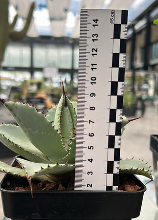 Agave pygmaea