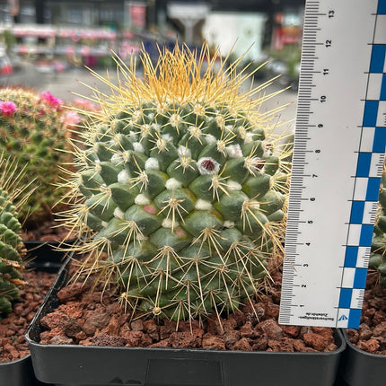 Mammillaria pringlei
