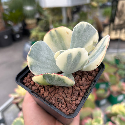 Kalanchoe luciae f variegada