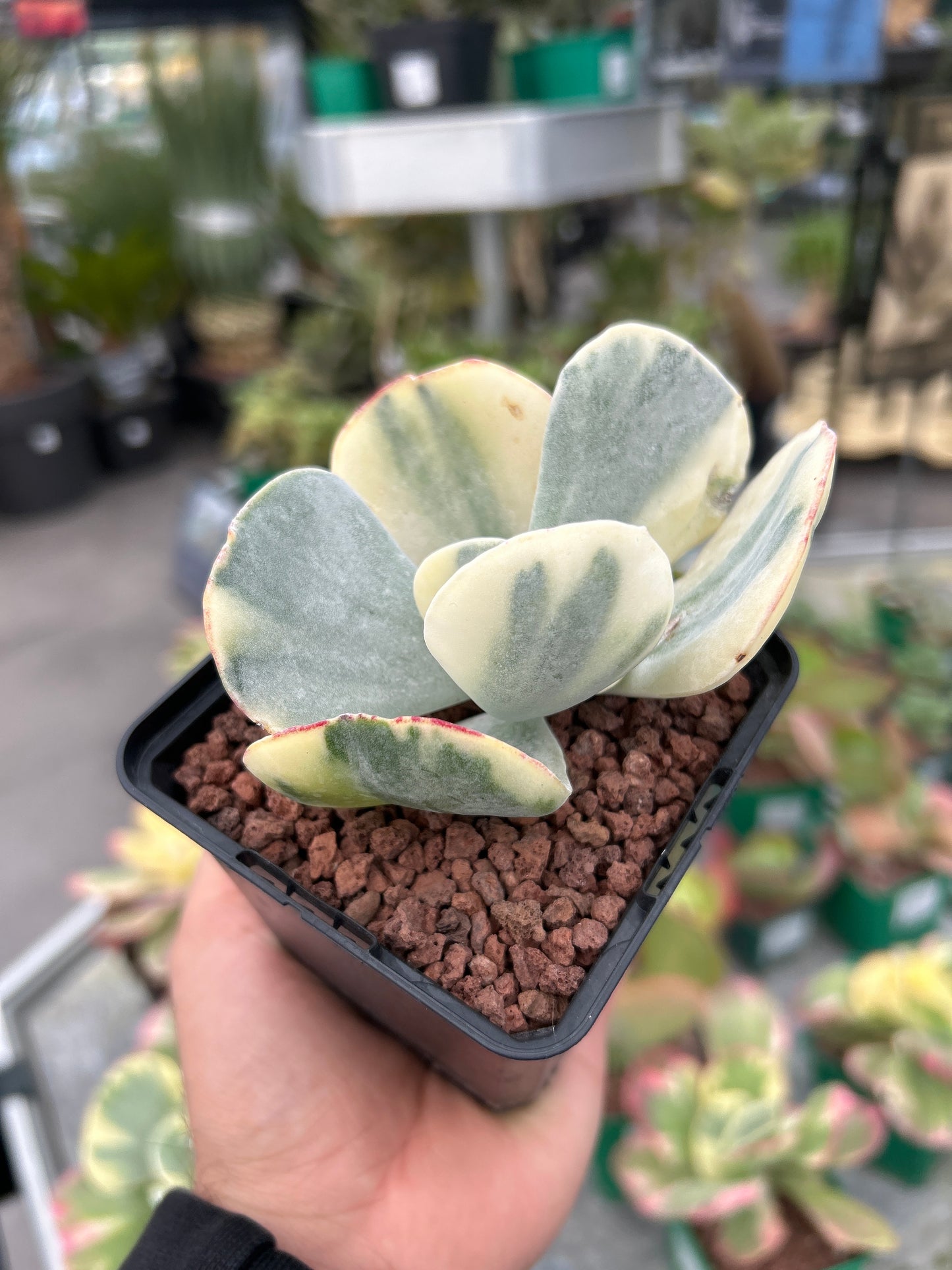 Kalanchoe luciae variegata