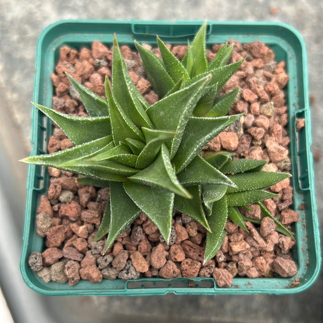 Haworthiopsis pungens