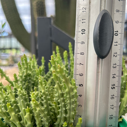 Stapelia variegata var. lilliputean