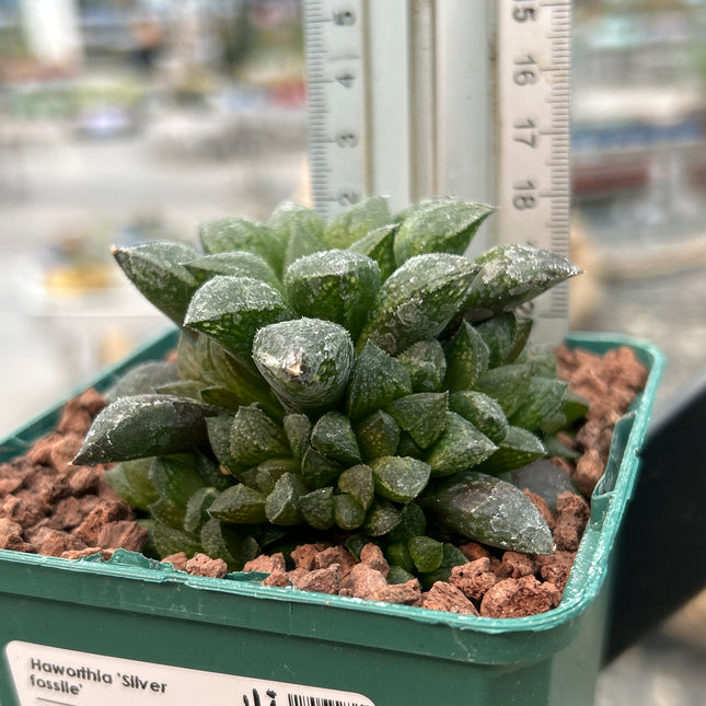 Haworthia 'Redstone'