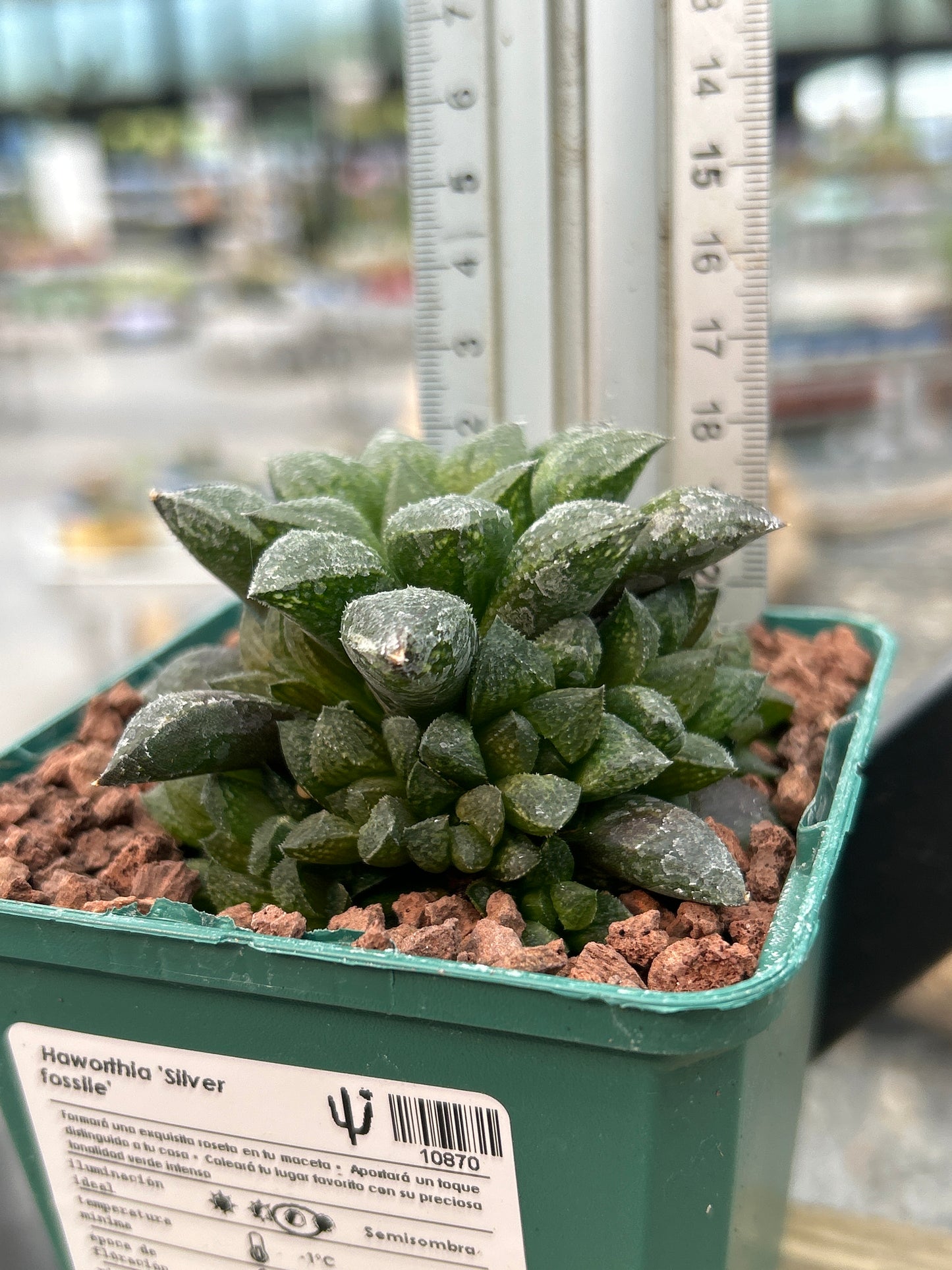 Haworthia ‘Redstone’