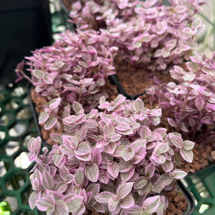 Callisia repens 'Pink lady'