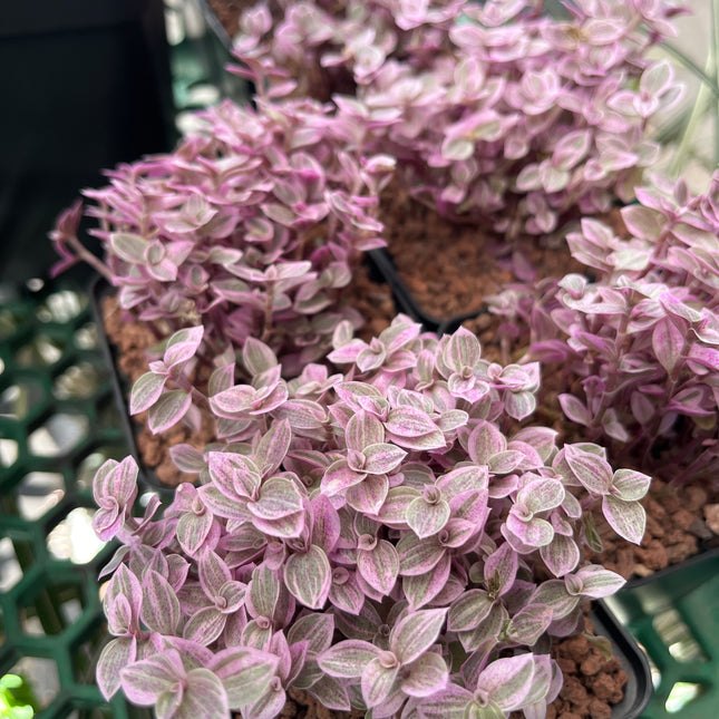 Callisia repens 'Pink lady'