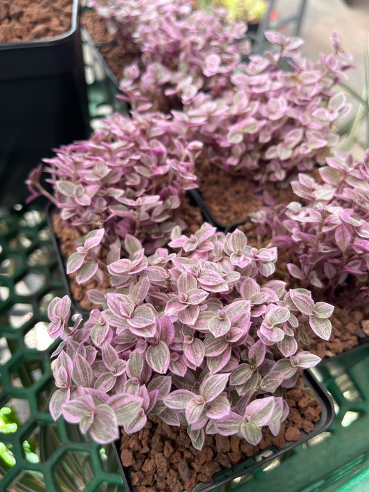 Callisia repens 'Pink lady'