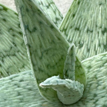 Aloe 'White Lightning’ |  Aloe 'Diego'. Aloe híbrido  KG