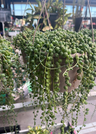 Curio rowleyanus “Rosario” (Ex. Senecio rowleyanus)