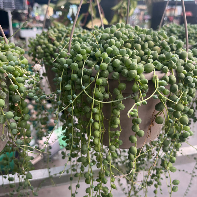 Curio rowleyanus “Rosario” (Ex. Senecio rowleyanus)