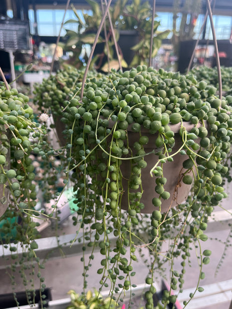 Senecio rowleyanus „Rosario“