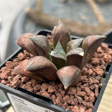 Haworthia 'Schokolade'