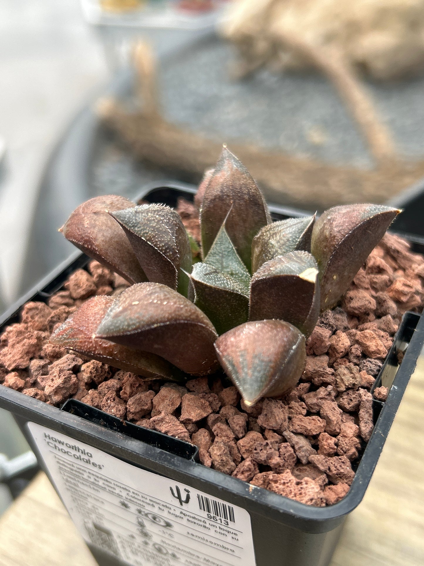 Haworthia 'Chocolate'