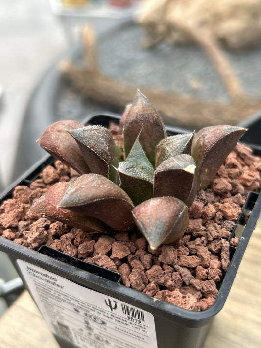 Haworthia 'Chocolate'