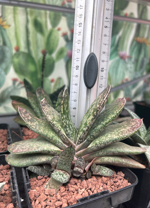 Gasteria disticha var. disticha