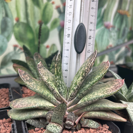 Gasteria disticha var. disticha