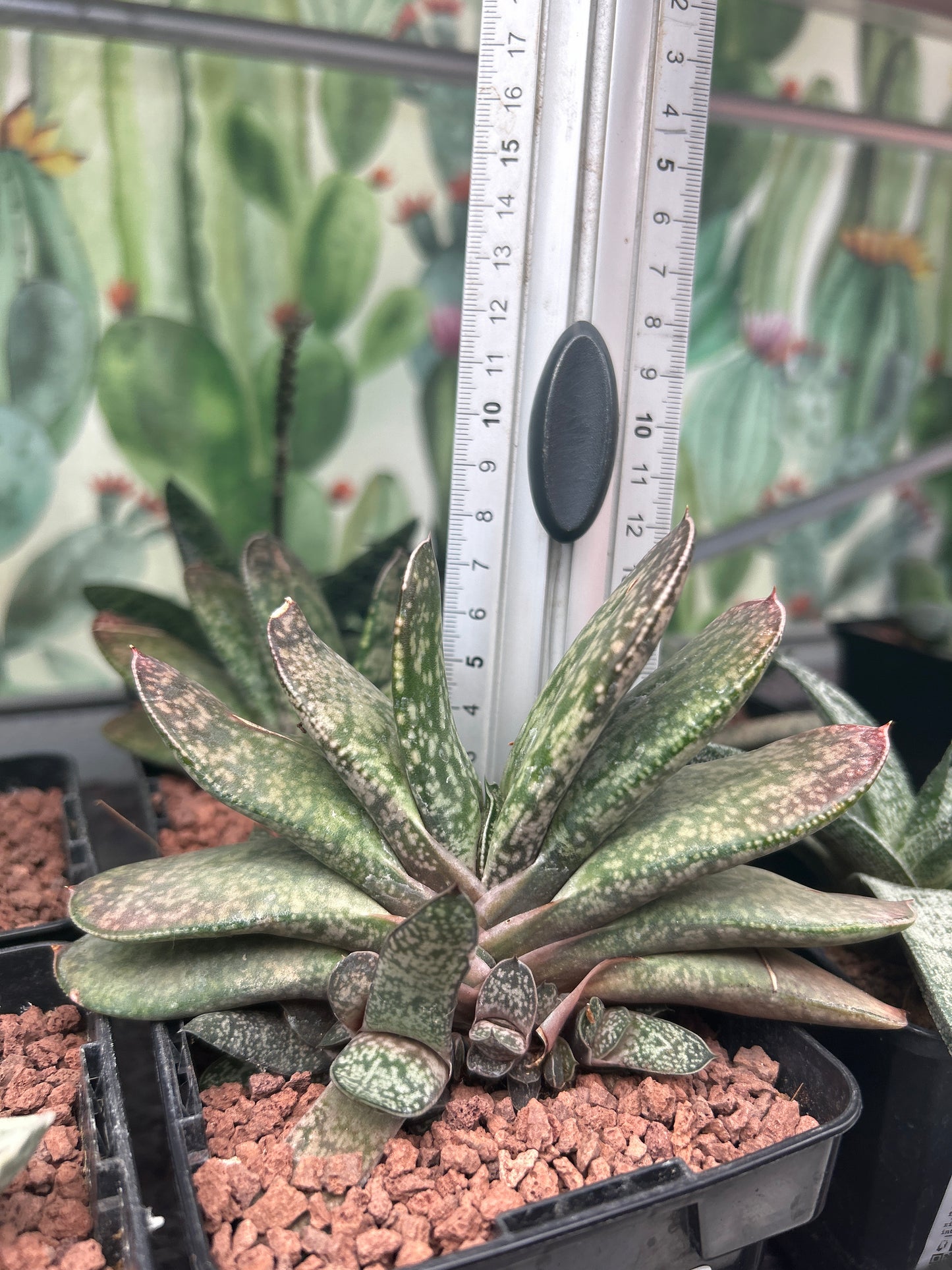 Gasteria disticha var. disticha