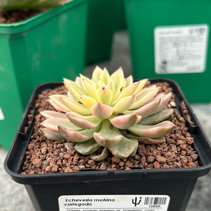 Variegated Echeveria mebina