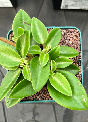 Peperomia pereskiifolia