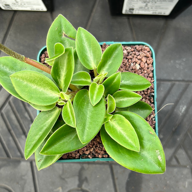 Peperomia pereskiifolia
